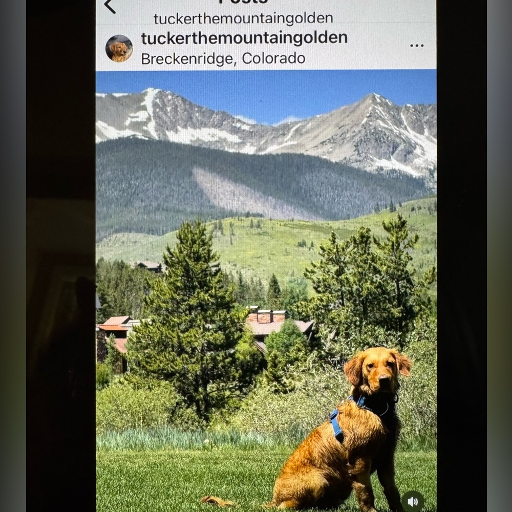 ‎Tuckerthemountaingolden